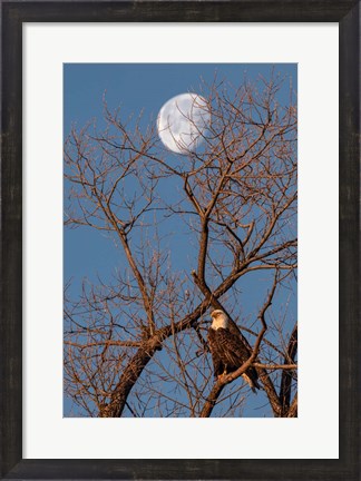 Framed Eagle Moon Print