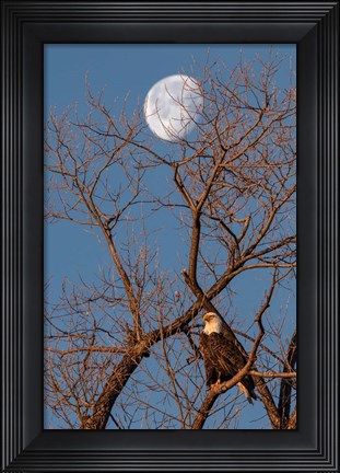 Framed Eagle Moon Print