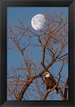 Framed Eagle Moon Print