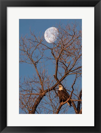 Framed Eagle Moon Print