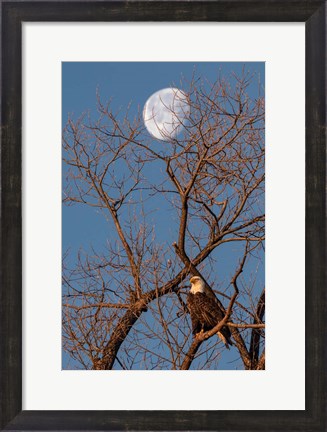 Framed Eagle Moon Print