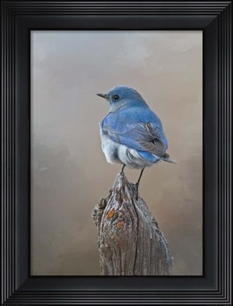 Framed Mountain Bluebird Print