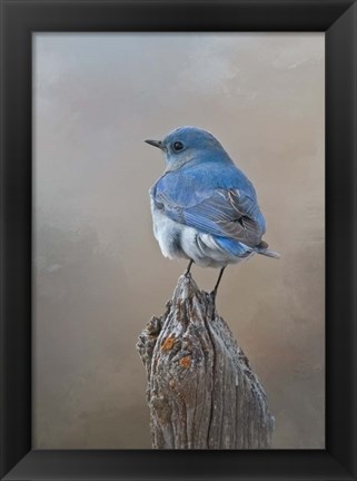 Framed Mountain Bluebird Print