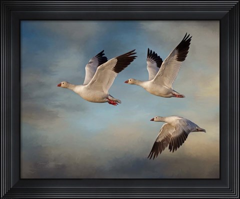 Framed Snow Geese Print
