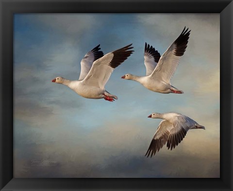 Framed Snow Geese Print