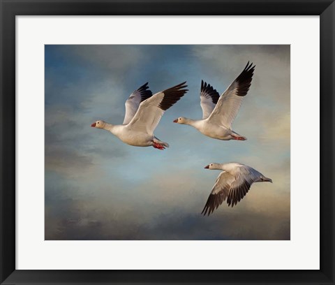 Framed Snow Geese Print