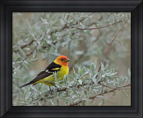 Framed Western Taneger Print