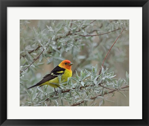 Framed Western Taneger Print