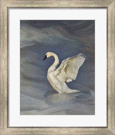Framed Tundra Swan Print
