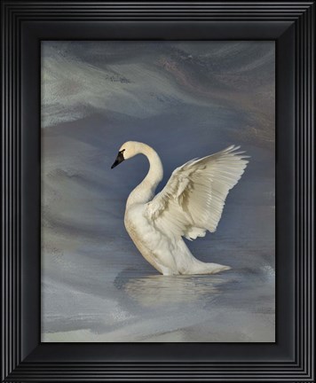 Framed Tundra Swan Print