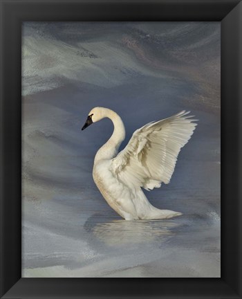 Framed Tundra Swan Print