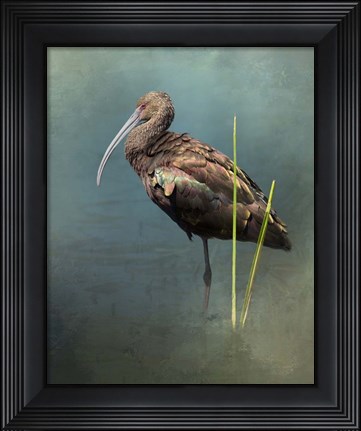 Framed White Faced Ibis Print