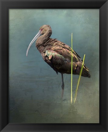 Framed White Faced Ibis Print