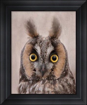 Framed Long-Eared Owl Print