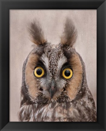 Framed Long-Eared Owl Print