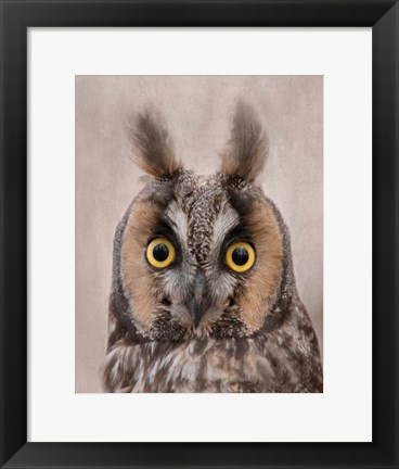 Framed Long-Eared Owl Print