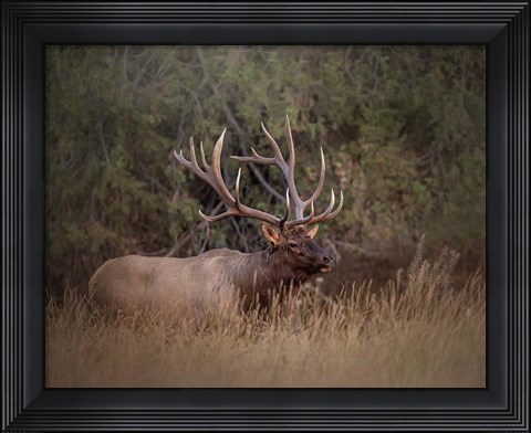 Framed Bull Elk Print