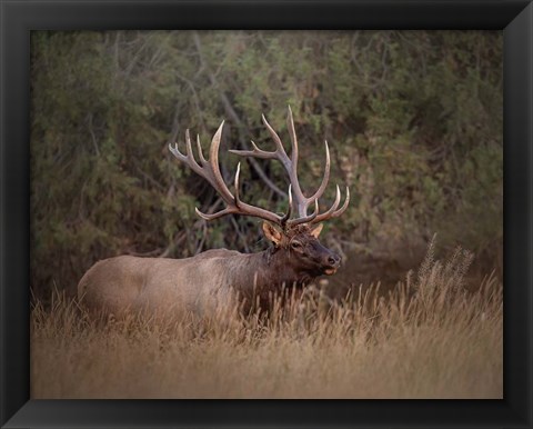 Framed Bull Elk Print