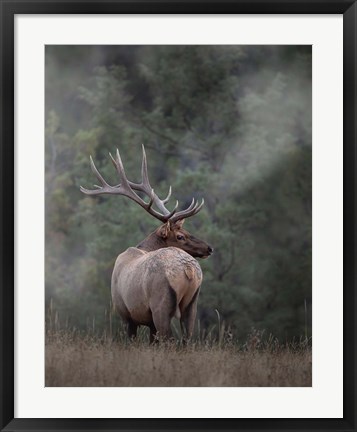 Framed Bull Elk II Print