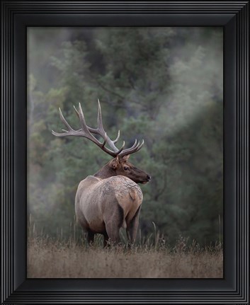 Framed Bull Elk II Print
