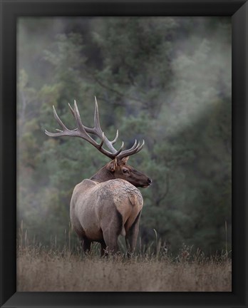 Framed Bull Elk II Print