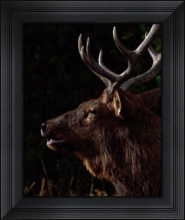 Framed Sunset Bull Print