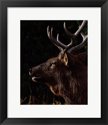 Framed Sunset Bull Print