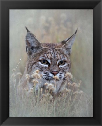 Framed Bobcat Print