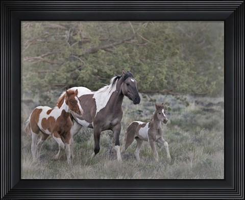 Framed Legend, Aura, and Storm Print