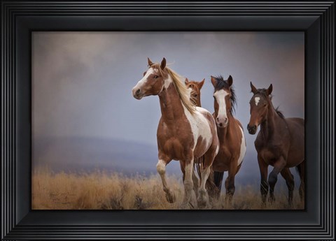 Framed Wild Stallion Print