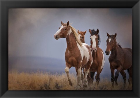 Framed Wild Stallion Print