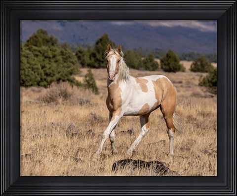 Framed Curious Colt Print