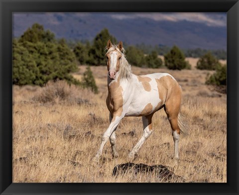 Framed Curious Colt Print