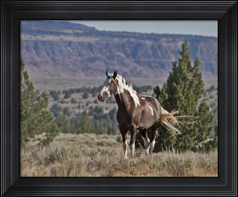 Framed Renegade Print