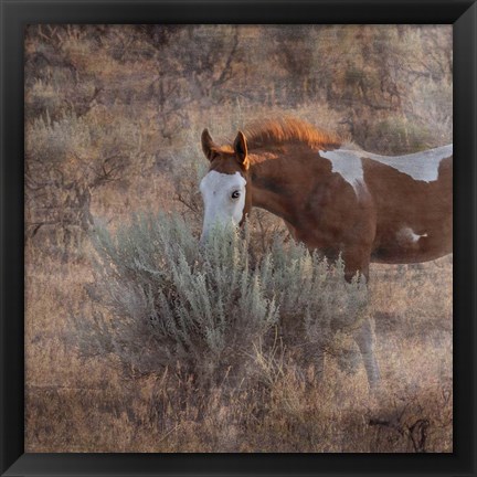 Framed Skye Hawk Print