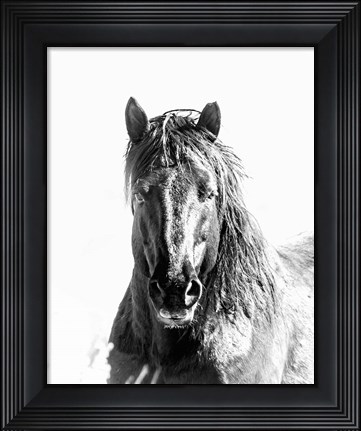 Framed Black Stallion Print