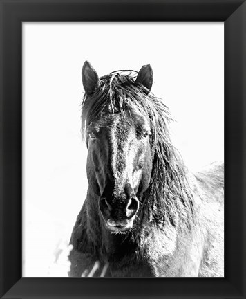 Framed Black Stallion Print