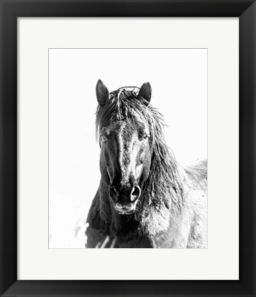 Framed Black Stallion Print