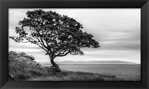 Framed Bonsai Tree Print