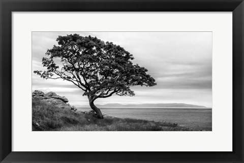 Framed Bonsai Tree Print