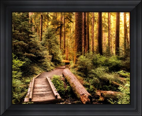 Framed Nature Hiking Trail Print