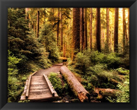 Framed Nature Hiking Trail Print