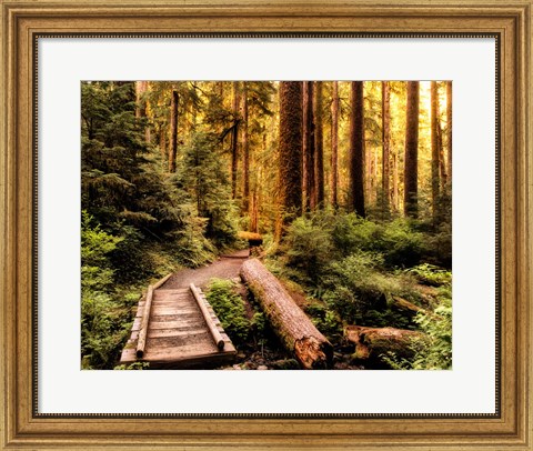 Framed Nature Hiking Trail Print