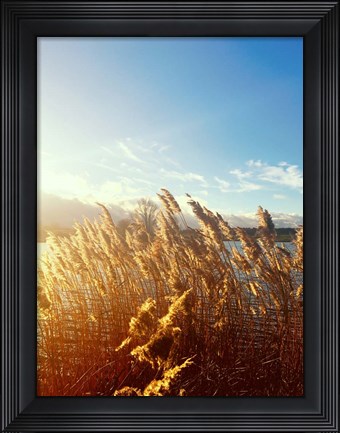 Framed Beach Grass Print