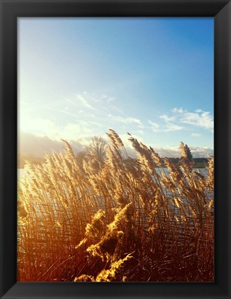 Framed Beach Grass Print