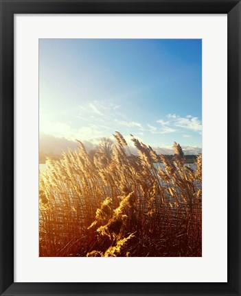 Framed Beach Grass Print