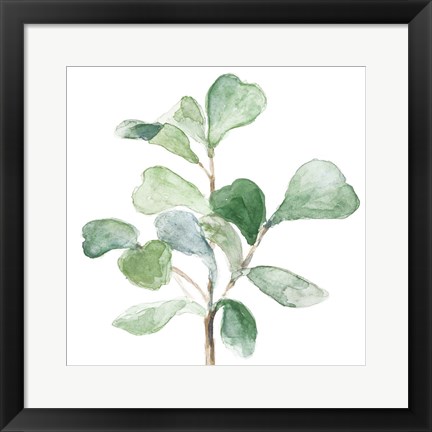Framed Fiddle Fig Leaf Plant I Print