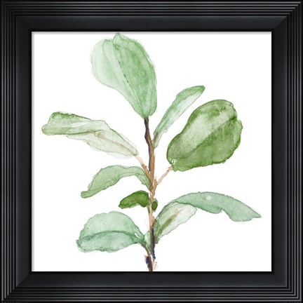 Framed Fiddle Fig Leaf Plant II Print