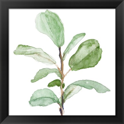 Framed Fiddle Fig Leaf Plant II Print