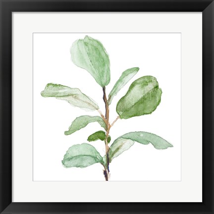 Framed Fiddle Fig Leaf Plant II Print